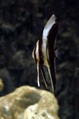 Batfish