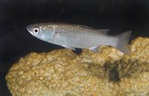 Mugil cephalus