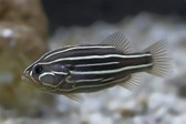 Grammistes sexlineatus