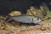 Megalops cyprinoides