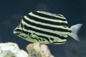 Microcanthus strigatus