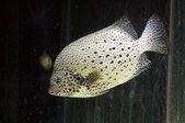 Oplegnathus punctatus