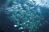 Enlarge photo 50