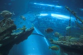 Enlarge photo 51