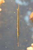 Enlarge photo 52