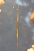 Enlarge photo 53