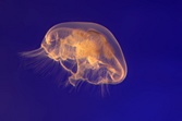 Ping-Tong Public Aquarium