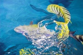 Enlarge photo 27