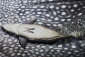 Enlarge photo 29
