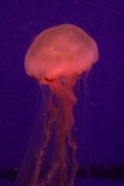 Enlarge photo 36