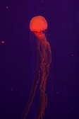 Enlarge photo 37
