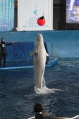 Enlarge photo 44