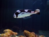 Plectorhinchus picus