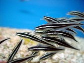 Plotosus lineatus