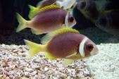 Scolopsis vosmeri