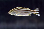 Terapon jarbua