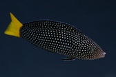 Enlarge photo 29