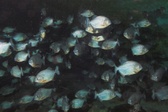 Enlarge photo 132