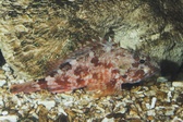 Enlarge photo 137