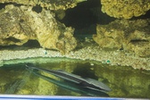 Enlarge photo 80