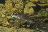 Enlarge photo 81