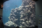 Enlarge photo 156