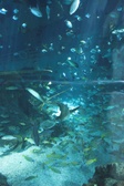 Enlarge photo 159