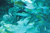Enlarge photo 160