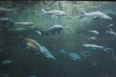 Enlarge photo 197