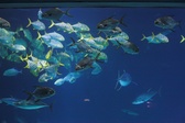 Enlarge photo 211