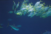 Enlarge photo 224
