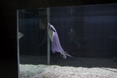 Enlarge photo 262