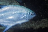 Trachinotus baillonii