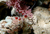 Enlarge photo 30