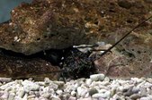 Enlarge photo 13