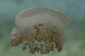 Enlarge photo 37