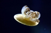 Enlarge photo 34