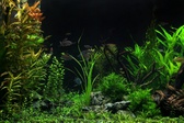 Enlarge photo 42