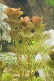 Enlarge photo 107