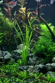 Enlarge photo 52