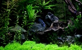 Enlarge photo 62