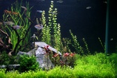 Enlarge photo 73