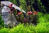 Enlarge photo 67