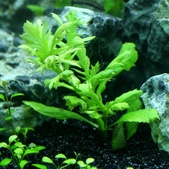 4ft2 Planted Tank