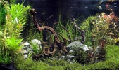 Enlarge photo 78