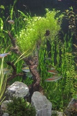 Enlarge photo 85