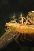 Atyopsis spinipes