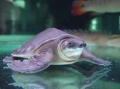 Pig Nose Turtle
