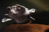 Enlarge photo 102