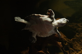 Enlarge photo 109
